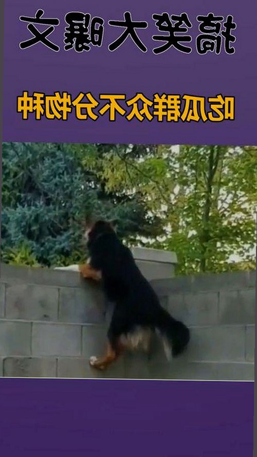 全面解析 免费观看在线高清动漫的软件下载最新版下载及相关资源推荐
