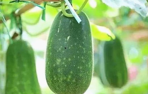 全面解析：91禁🍆🍑🔞❌❌❌看片17cco官方版的现状与发展