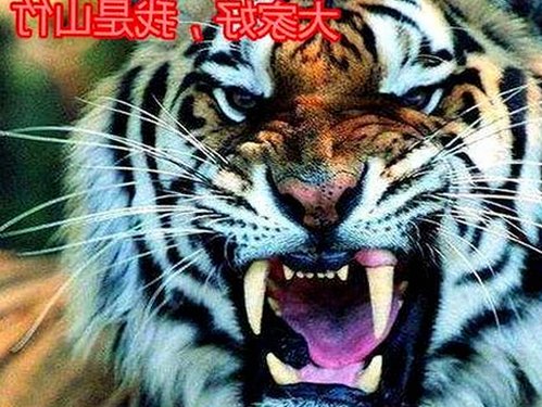 17c在线观看官方版正版下载：畅享高清影视体验与最新剧集