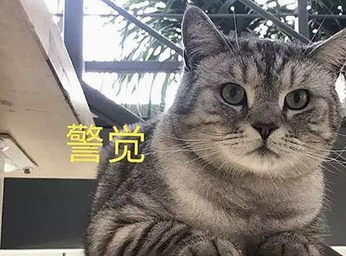 糖心vlgo官网官方版下载：探索成人内容的多样化选择