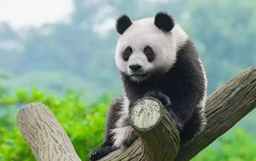 爱液视频最新版下载：最新官方资源推荐与下载指南