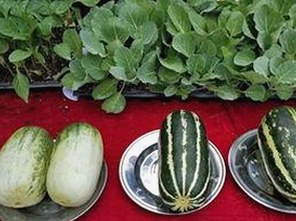 如何获取91🍆🍑🔞❌❌❌一起草wwwcom91免费版下载的最新资源