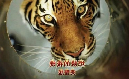 小🐔🐔伸进🈲🔞🔞A官方版正版下载：最新动态与资源指南