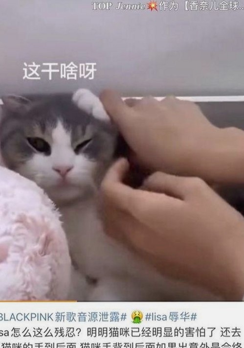 已满十八免费观看电视剧官方版：最新动态与资源指南