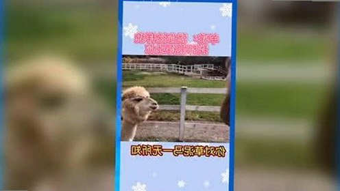 如何通过91网站免费版下载获取优质影视资源