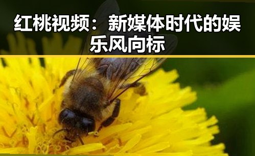 红桃视频：新媒体时代的娱乐风向标