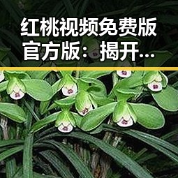 红桃视频免费版官方版:揭开宜春市最佳娱乐平台的真实面貌