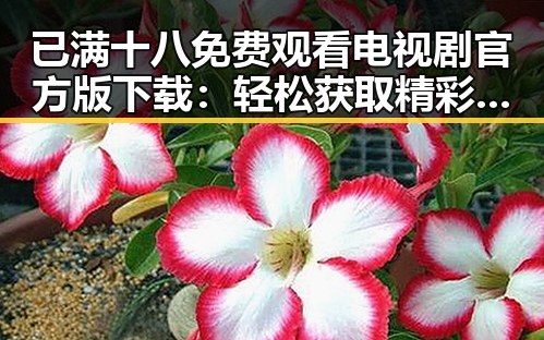 已满十八免费观看电视剧官方版下载：轻松获取精彩内容