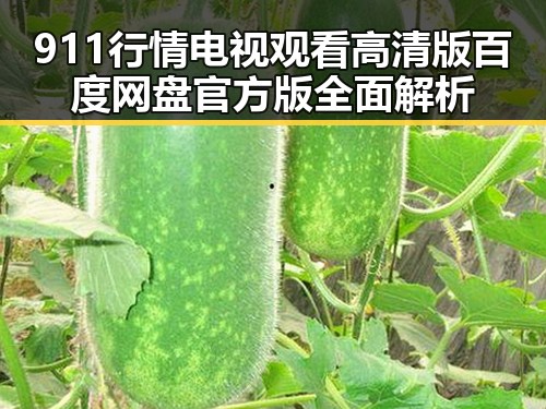 911行情电视观看高清版百度网盘官方版全面解析