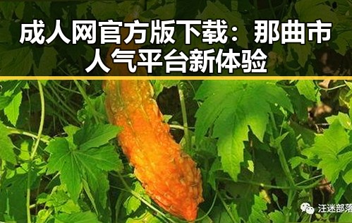 成人网官方版下载：那曲市人气平台新体验