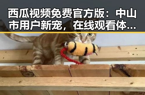 西瓜视频免费官方版：中山市用户新宠，在线观看体验全面升级