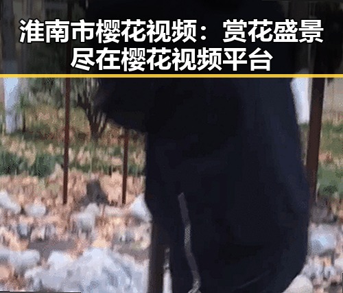 淮南市樱花视频：赏花盛景尽在樱花视频平台