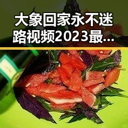 大象回家永不迷路视频2023最新版：温暖人心的回归故事