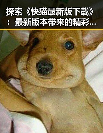 探索《快猫最新版下载》：最新版本带来的精彩体验