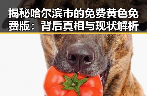 揭秘哈尔滨市的免费黄色免费版:背后真相与现状解析