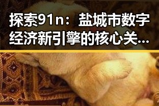 探索91n：盐城市数字经济新引擎的核心关键词