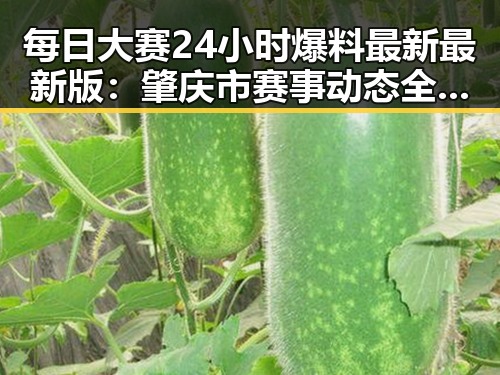 每日大赛24小时爆料最新最新版：肇庆市赛事动态全解析