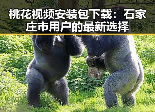 桃花视频安装包下载:石家庄市用户的最新选择